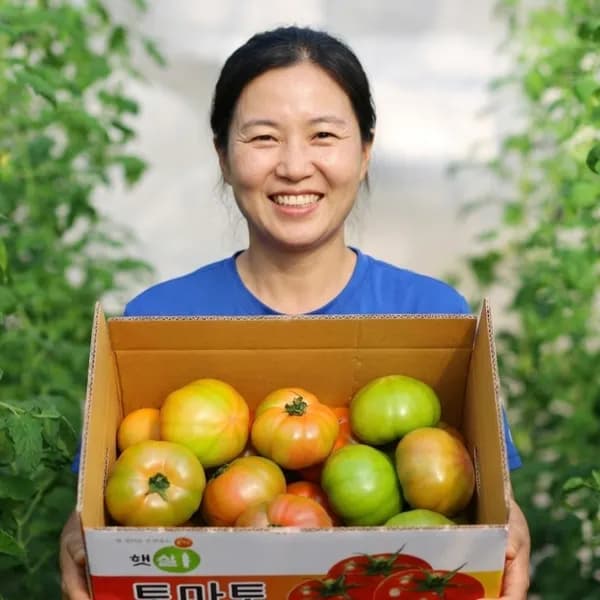 토마토 5kg 1박스 16,900원