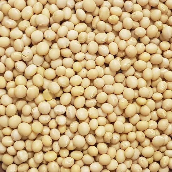 진도 노란콩 , 500g, 1개