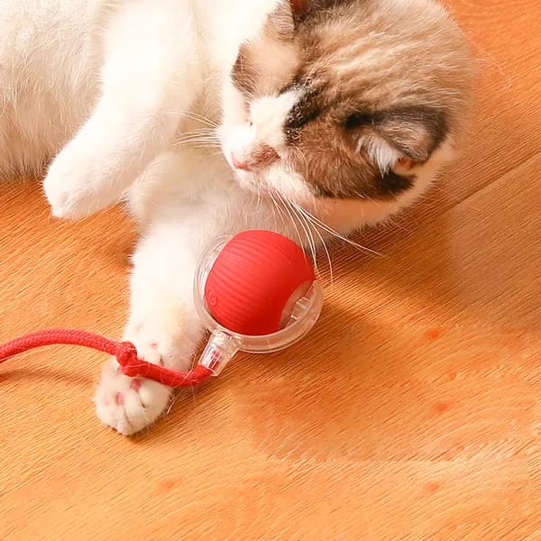오브펫 고양이 자동 캣볼 장난감 블루 P02 1개 7,000원