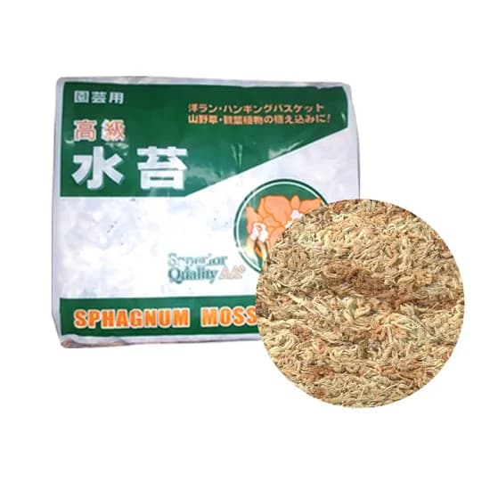 BESTHOUSE 수태, 500g, 1개