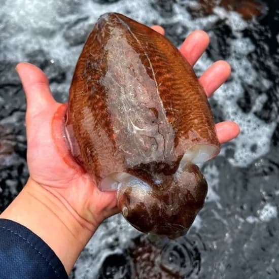 갑오징어 대왕 생물 1kg 4-7미 1개 17,000원