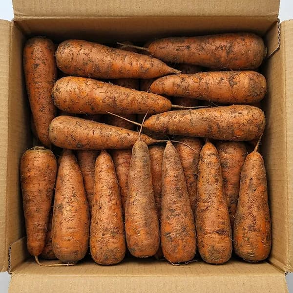 제주 구좌 흙당근 특 10kg 1박스