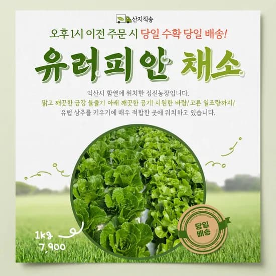 정진농장 샐러드상추 유럽상추 600g 1개