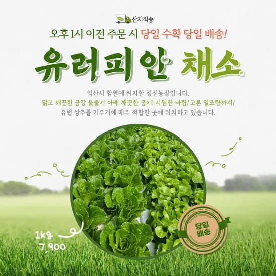 정진농장 샐러드상추 유럽상추, 1kg, 1개