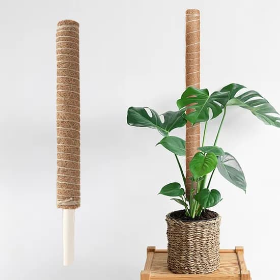 랩앤툴스 코코넛 수태봉, 50cm, 1개