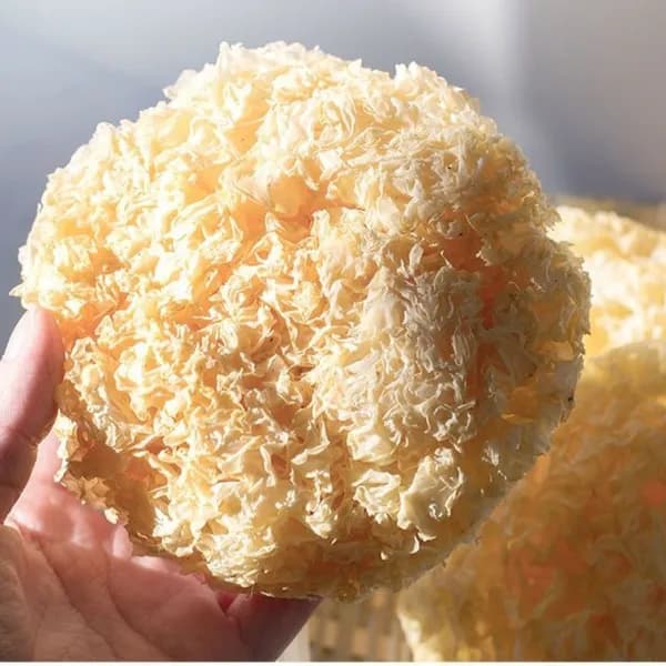 백목이버섯 60g 1개