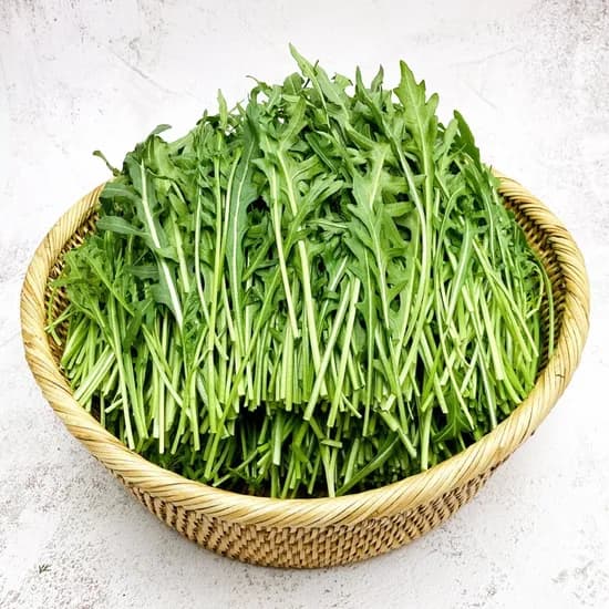그린팜 와일드루꼴라, 1kg, 1개