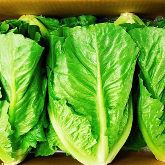 Greenfarm 통로메인 상추 1.8kg 1개