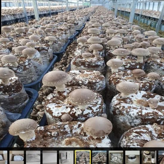 표고버섯 중품 1kg 1개