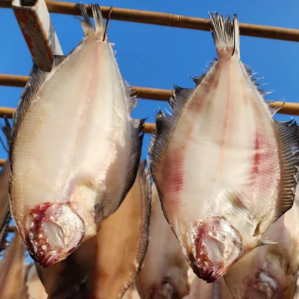 호박이네 구룡포 해풍건조 반건조 기름 가자미 대 1kg 내외 10개