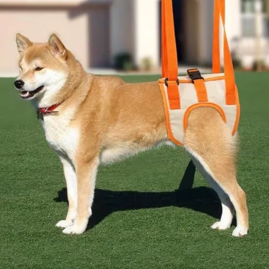 보드미 강아지 보조하네스, 강아지, 오렌지, S, 1개