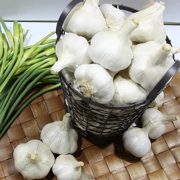 남해농협 통마늘 상 5kg