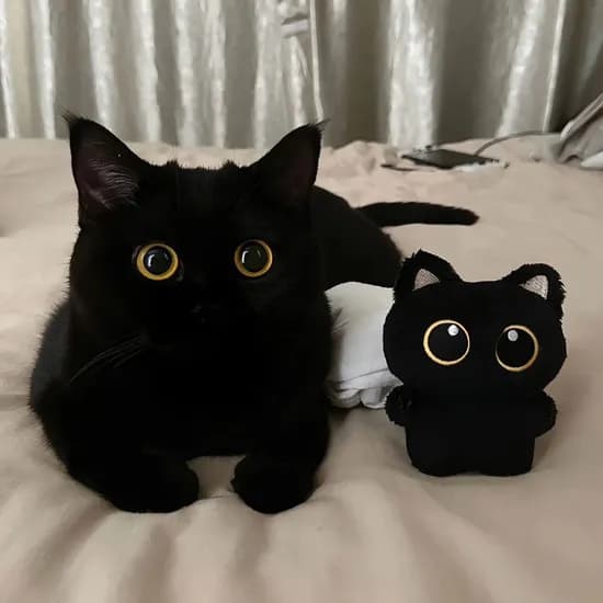 데데리트 깜냥이 인형 키링 블랙 1개