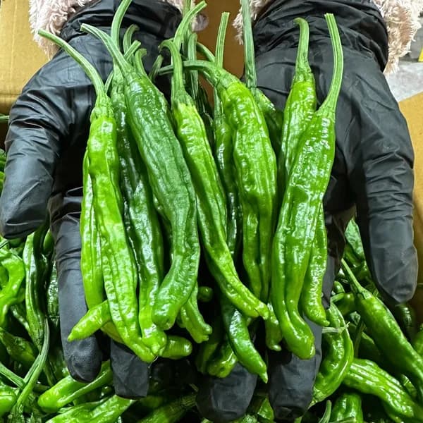 푸른잎농산 안 매운 꽈리고추 특급 500g