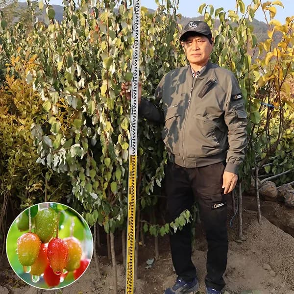 보리수나무 묘목 왕보리수 4년생 결실주 1개