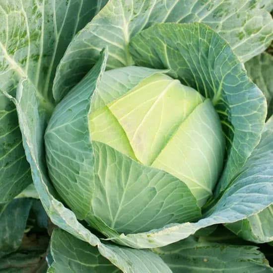 온새미로농산 제주 양배추 1.5kg 1개