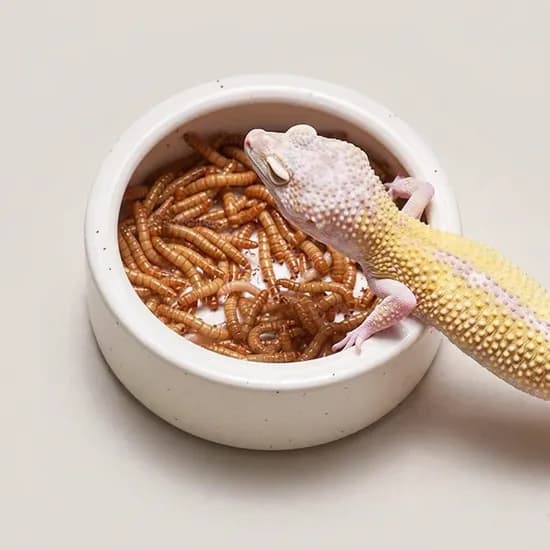 파충류 도자기 밥그릇 물그릇 식기 원형 대형 1개