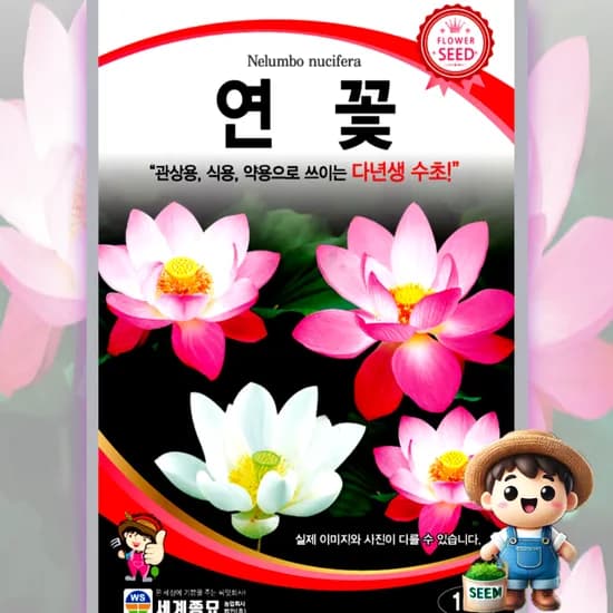 세계종묘 연꽃 10립 수초 원예 관상 조경 화단 용 꽃씨 씨앗 종자, 연꽃, 10립