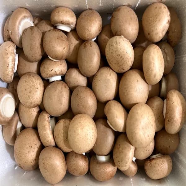 브라운 양송이버섯 2kg 1박스