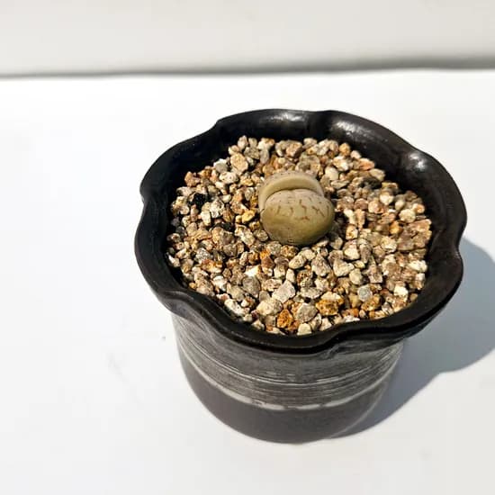 이삭도자기 다육식물 립토스 생석화 1개