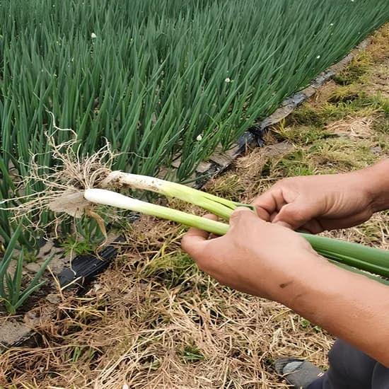 산지직송 흙대파 대파 흙대파 2kg