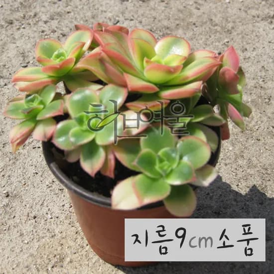 허브여울 카라솔 다육 카라솔소품 3개 11,781원