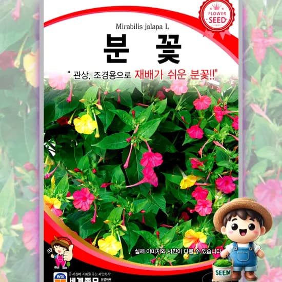 남흥원예사 분꽃 일반종 4g 1개