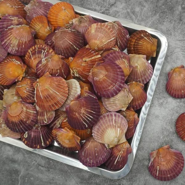 바다의품격 통영 제철 세척 비단 홍가리비 1kg 1봉