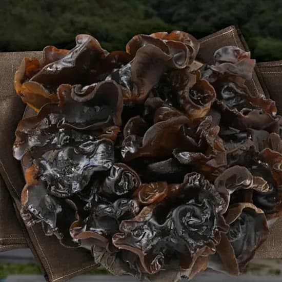 오형제 진안 마이산 목이버섯 생목이버섯 500g 1개