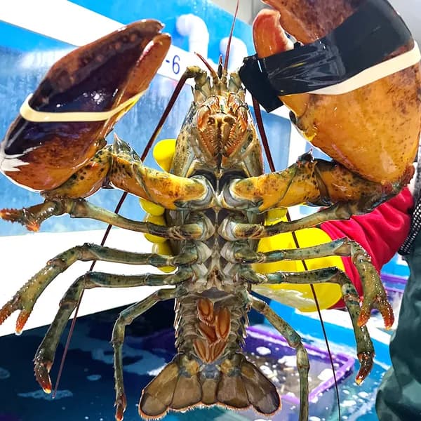 살아서 도착하는 캐나다 활 랍스터 500g 1박스