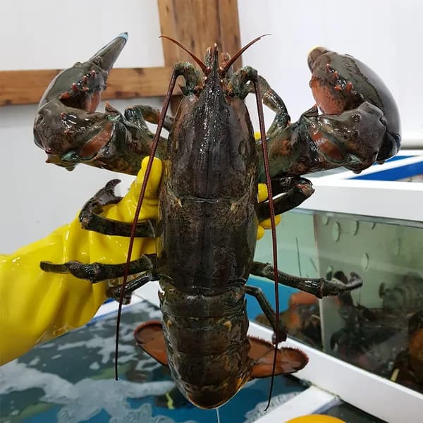 살아있는 활 최상급 랍스터 1kg 1개