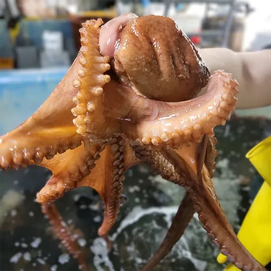 산지로드 자연산 돌문어, 1kg, 1-4미