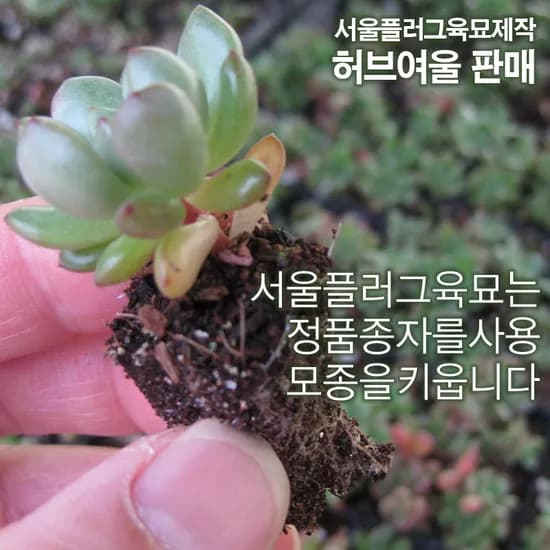 허브여울 핑크루비 모종 5개 7,000원