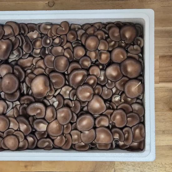 느타리버섯 대용량 특등급 2kg 1개