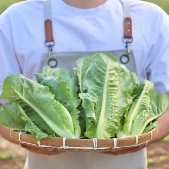 국내산 로메인상추 2kg 1박스