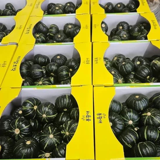 철이네 제주 밤호박, 특품 로얄과, 4.5kg, 1박스