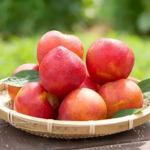 새콜달콤 대석 자두 1kg (30개 내외) (무료배송)