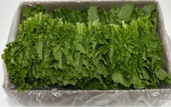 익산 꽃상추, 청상추 1kg, 2kg
