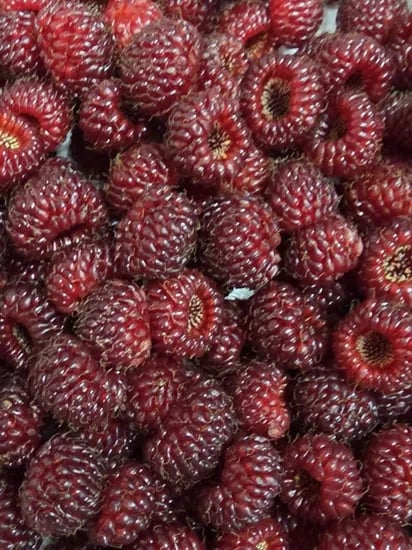 산딸기 400g 외 다양 800g, 총 12개