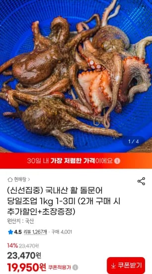국내산 활 돌문어 당일조업 1kg 1-3미 (19,950원/무료)