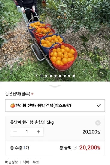 한라봉 혼합과 5kg (20,200원/무료) 뽐뿌이강인