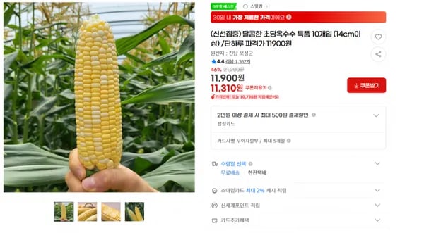 지마켓)(신선집중) 달콤한 초당옥수수 특품 10개입 (14cm이상) /단하루 파격가 11900원