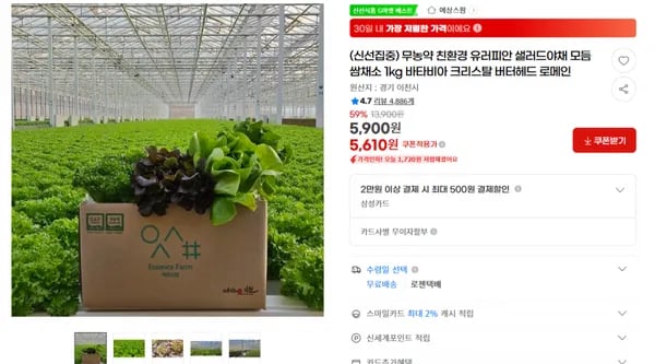 지마켓)(신선집중) 무농약 친환경 유러피안 샐러드야채 모듬쌈채소 1kg 바타비아 크리스탈 버터헤드 로메인