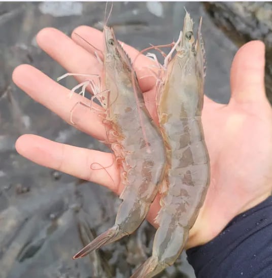 신안 활 흰다리 새우 1kg