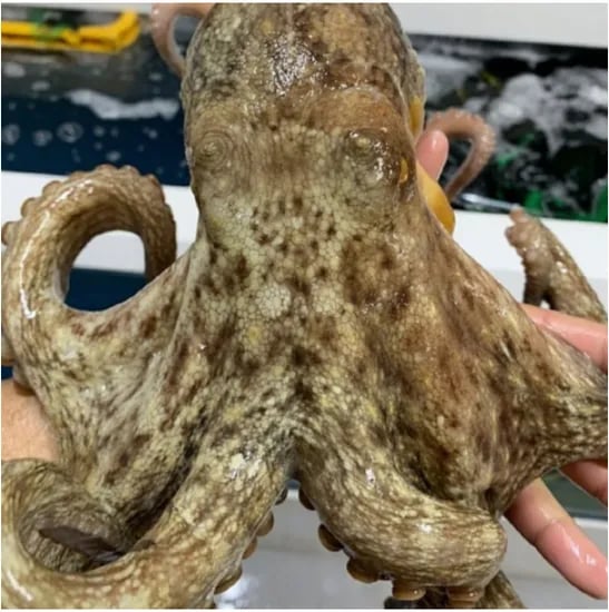국내산 자연산 활 돌문어 1kg