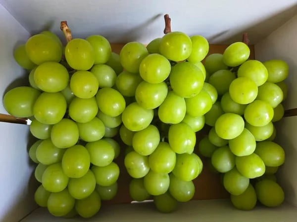 샤인머스켓 2kg