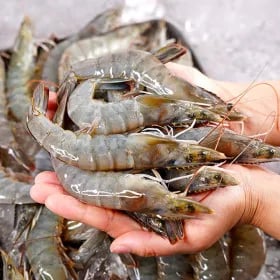 신안 흰다리새우 1kg+1kg (1kg 당 25-35미 내외)