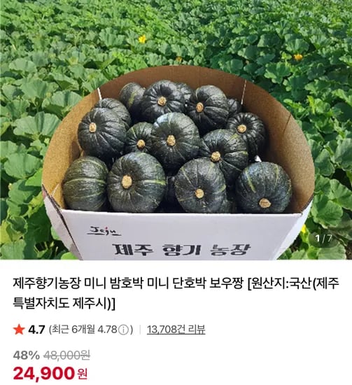 제주향기농장 미니 밤호박 미니 단호박 보우짱