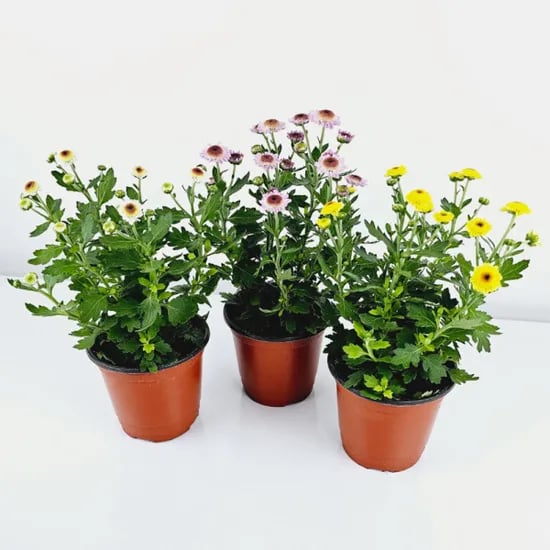 국화 화분 3개