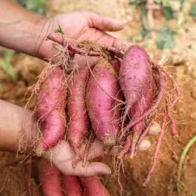 단밤 고구마 맛젤 햇고구마 밤고구마 특상사이즈 5kg 2025년 수확